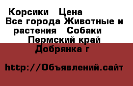 Корсики › Цена ­ 15 000 - Все города Животные и растения » Собаки   . Пермский край,Добрянка г.